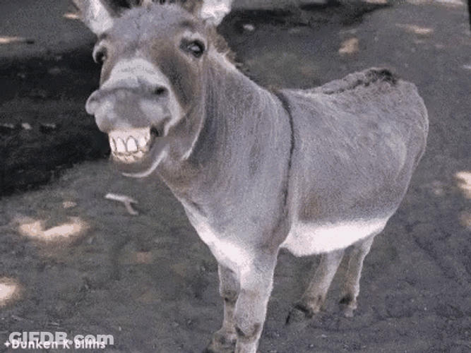 Animated Donkey Smiling GIF