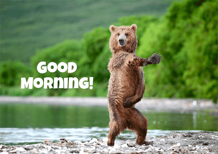 Animated Funny Bear Good Morning GIF