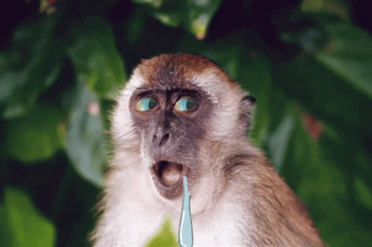 Animated Gibbon Drooling GIF