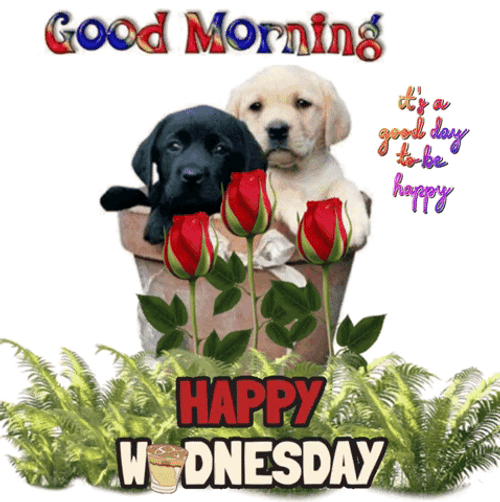 Animated Good Morning Wednesday Black White Puppies GIF