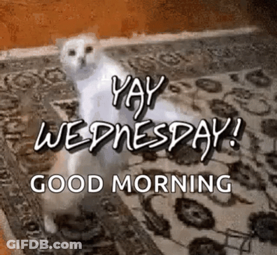 Animated Good Morning Wednesday Dancing White Cat GIF