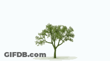 Animated Green Tree Growing GIF