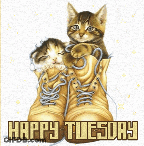 Animated Happy Tuesday Kittens Shoes GIF