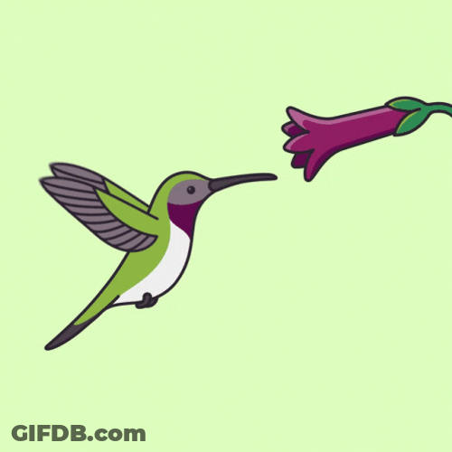 Animated Hummingbird Sipping Nectar GIF