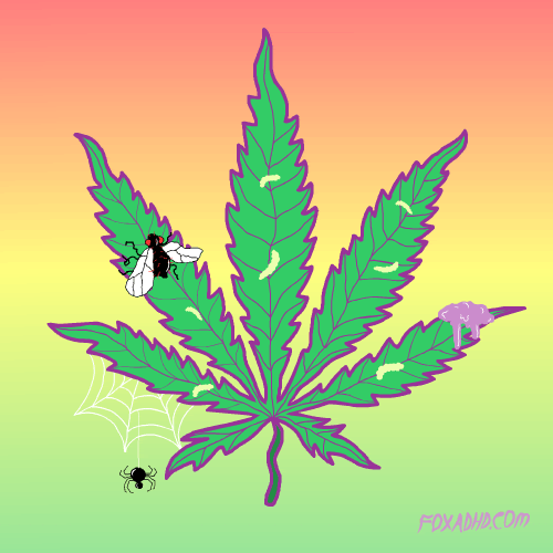 Animated Marijuana Insect GIF