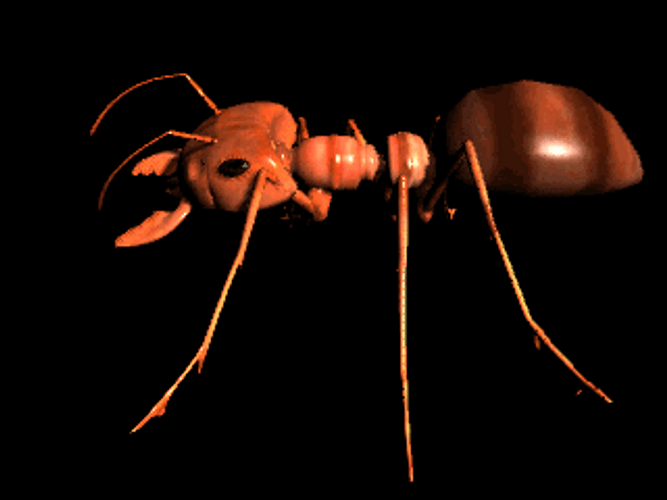 Animated Myrmecocystus Insect GIF