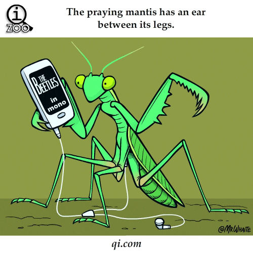 Animated Praying Mantis Insect GIF