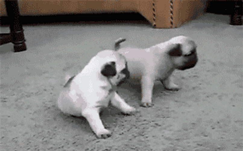 Animated Pug Dogs GIF