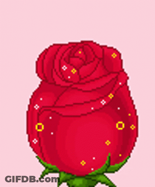 Animated Red Roses Flower Blooming GIF