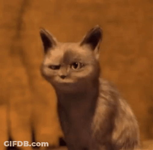 Animated Surprised Cat GIF