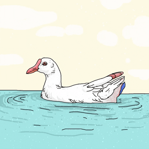 Animated Swimming Cute Duck GIF