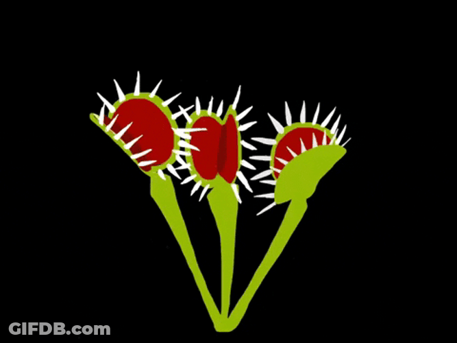 Animated Triple Venus Fly Trap Eating Fly GIF