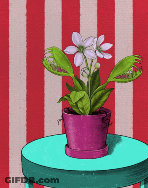 Animated Venus Fly Trap Eating A Fly GIF