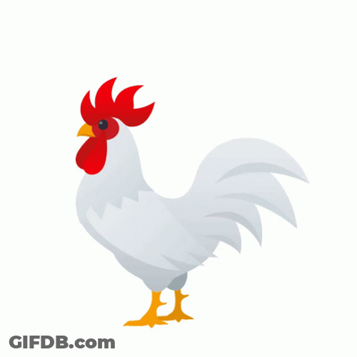 Animated White Rooster Crowing GIF