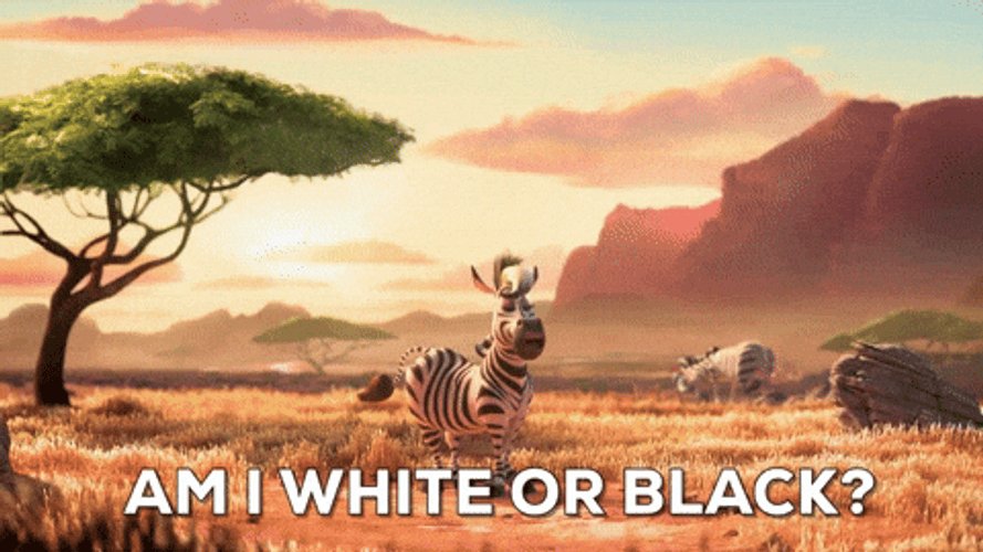 Animated Zebra Am I White Or Black GIF
