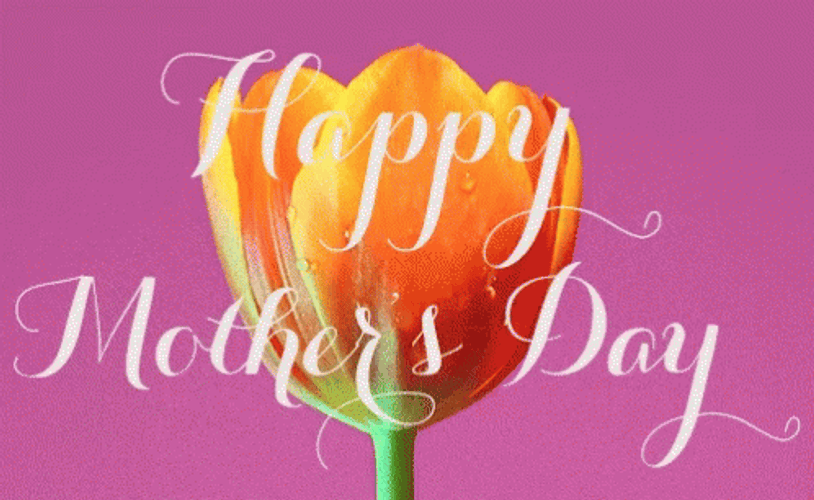 Animation Happy Mother Day With Orange Tulip GIF