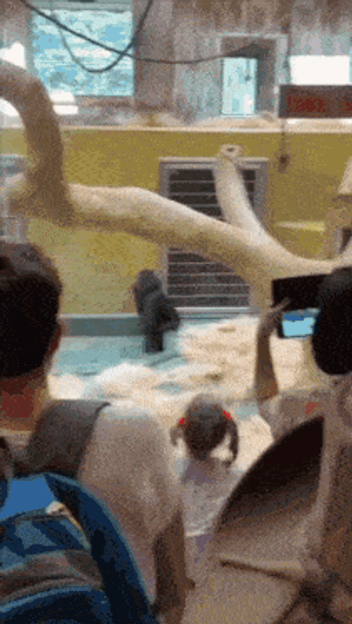 Animaux Dance GIF