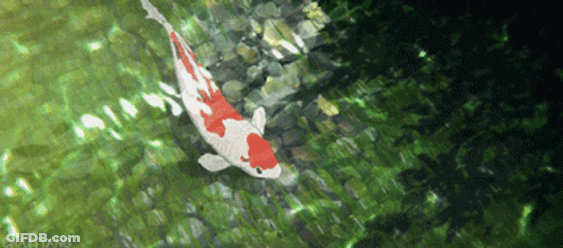 Anime Koi Fish Beautifully Swimming GIF