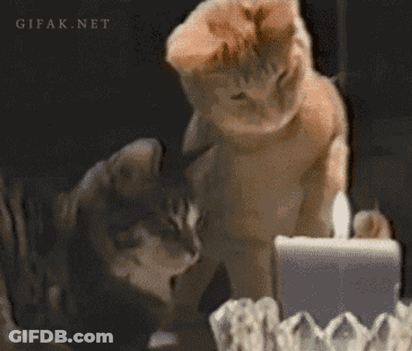 Annoyed Birthday Cat Blowing Candle GIF
