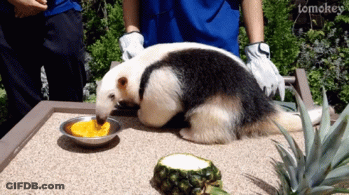 Anteater Eating Pineapple With Tomokey GIF