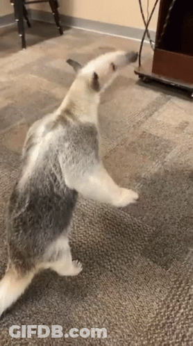 Anteater Standing On Hind Legs On Rug GIF