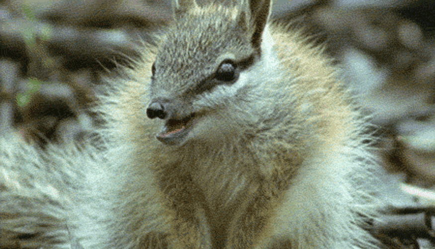 Anteater Tongue Slurp GIF
