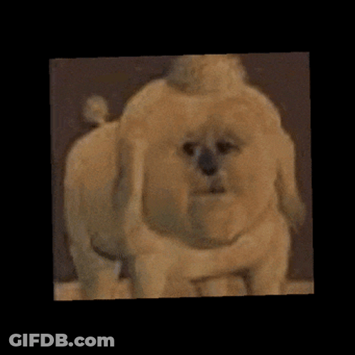 Antediluvian Poodle GIF