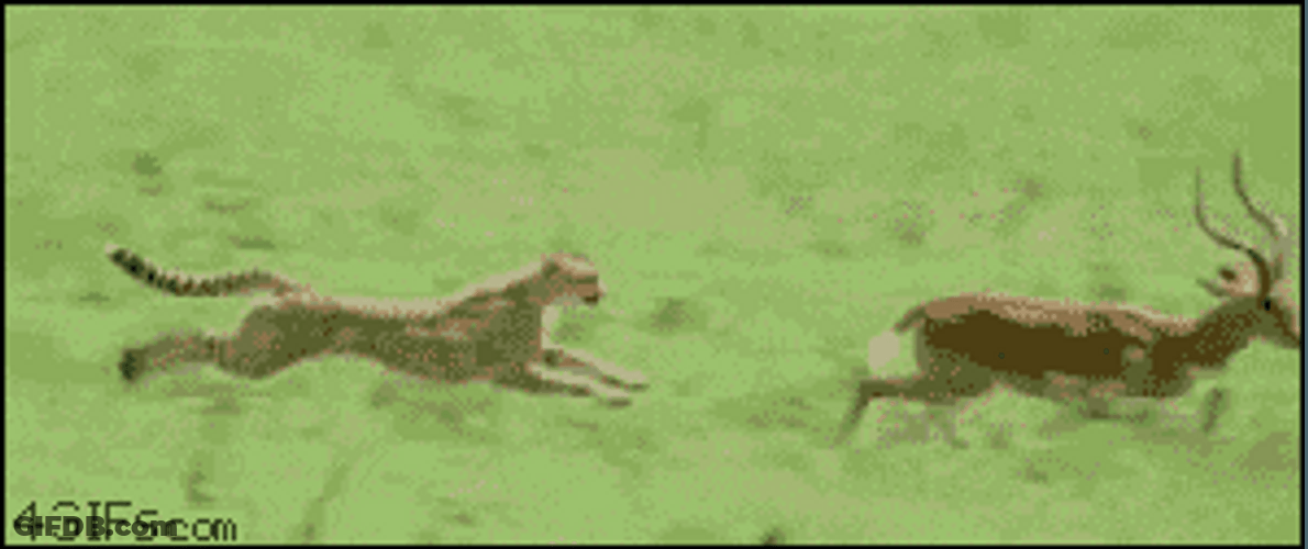 Antelope And Baby Cheetah Running GIF