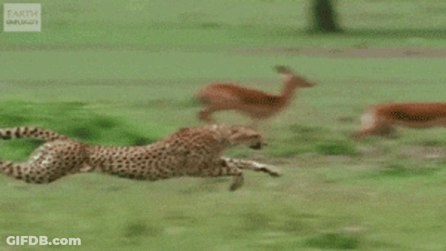 Antelope And Cheetah Running In Full Speed GIF