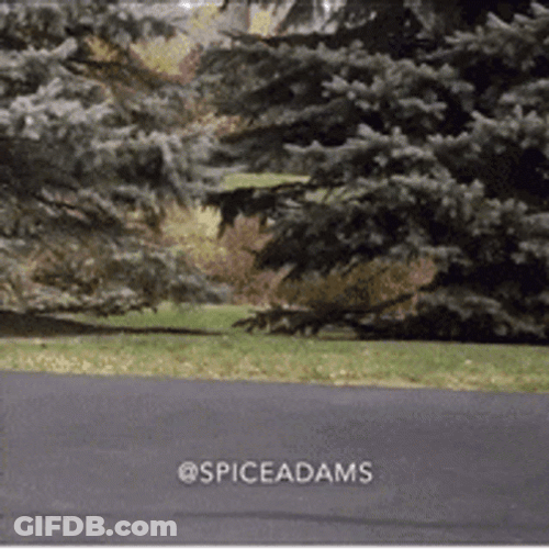 Anthony Adams Wearing Roller Skates GIF
