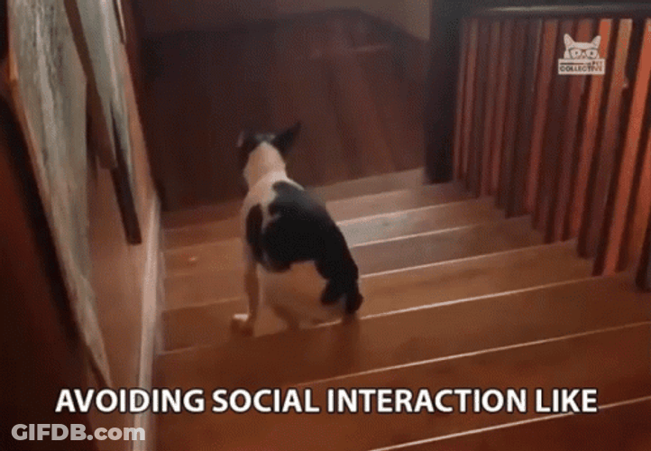 Anti Social Dog Avoiding Interaction GIF