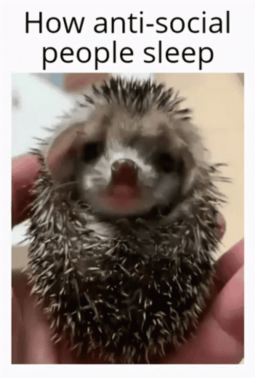 Anti Social Hedgehog Sleep GIF