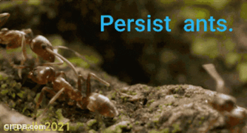 Ants Are Crawling On A Rock With The Words Persist Ants GIF