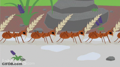Ants Carrying Wheat Grains Labtoons GIF