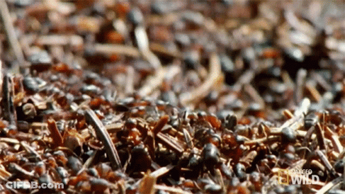 Ants Crawling On Ground GIF