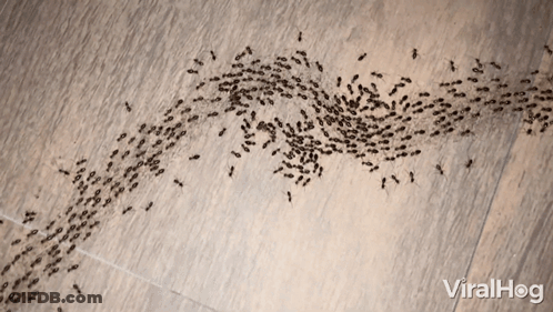 Ants Crawling On Wooden Floor With Viralhog GIF