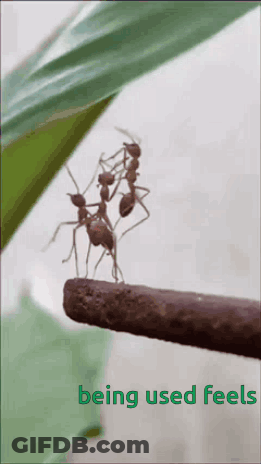 Ants On A Stick Saying Being Used Feels GIF