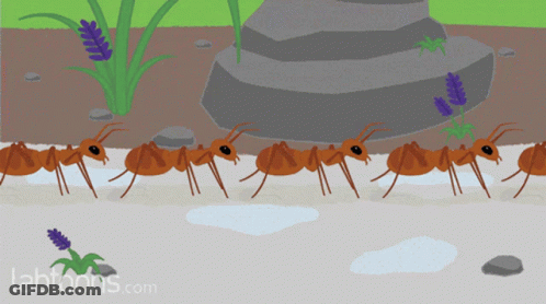 Ants Walking In Line GIF