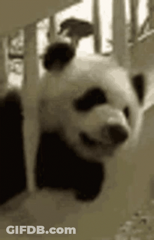 Anxious Paranoid Animal Panda Cage GIF