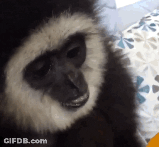 Ape Licking Ice Cream GIF