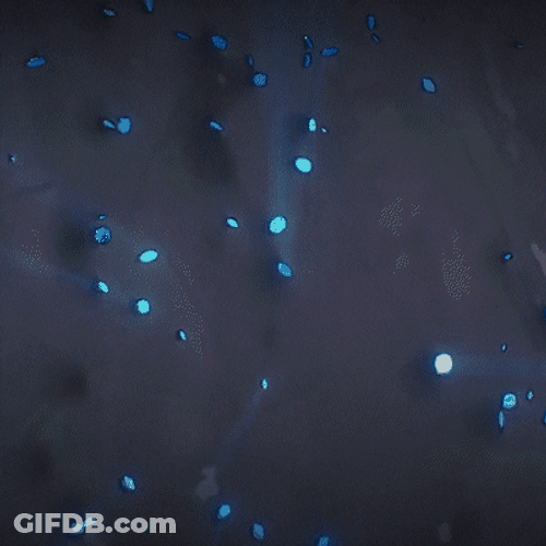 Apex Legends Newcastle Shield GIF