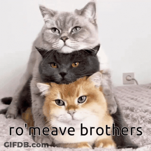Aphmau Ro'meave Three Cat Brothers GIF