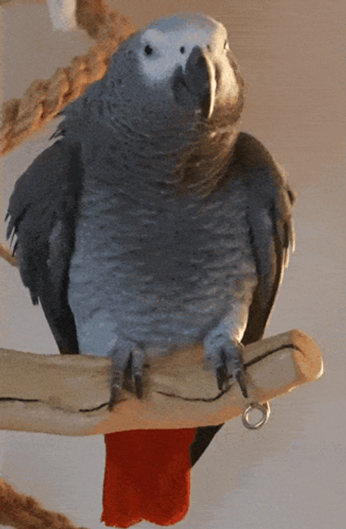 Apollo G Bird African Grey GIF
