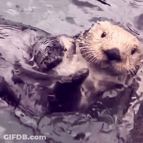 Applause Clapping Otter Excited Nice GIF