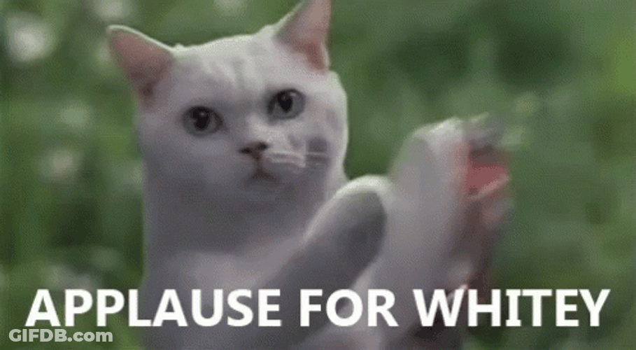 Applause For Whitey White Cat GIF