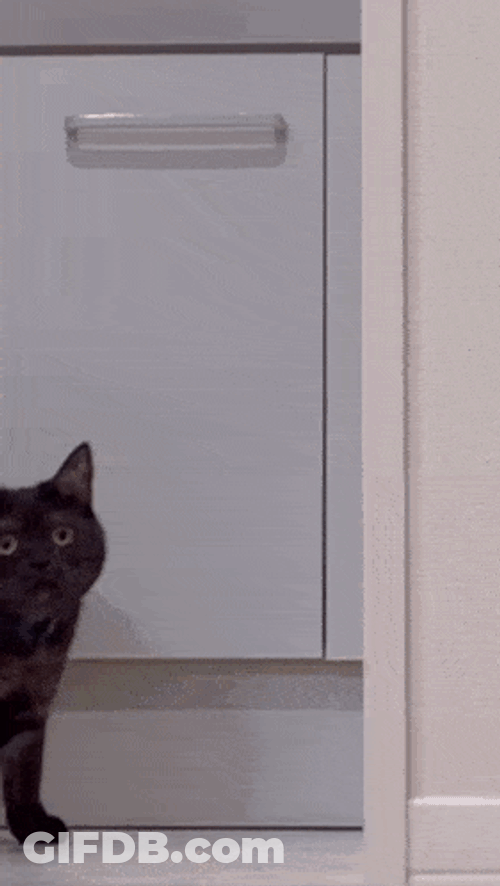 Approach Cat GIF