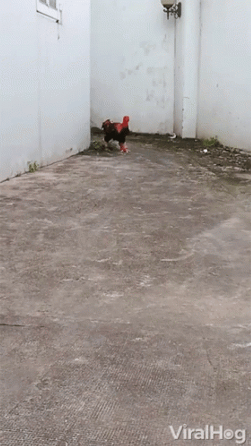 Approaching Chicken Run GIF