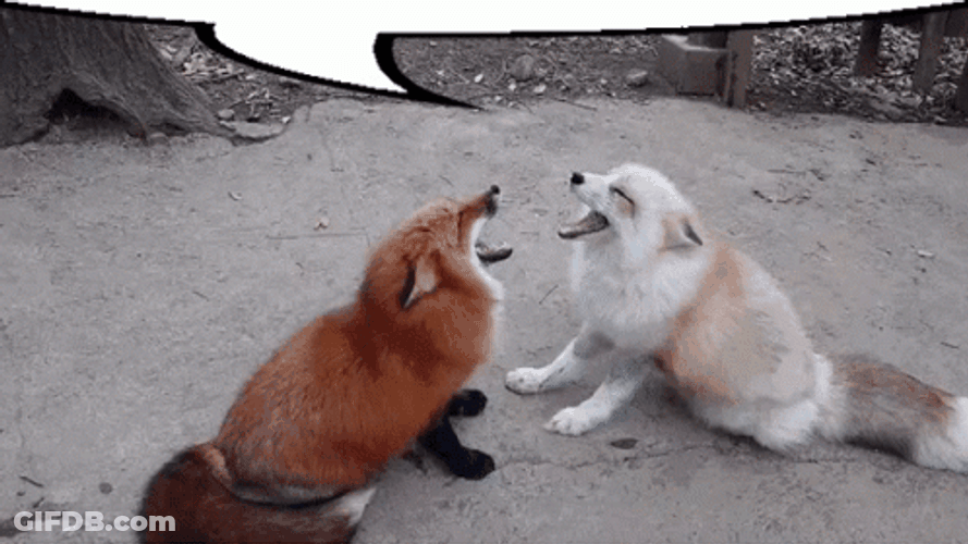 Arctic Fox And Other Fox Communicating GIF