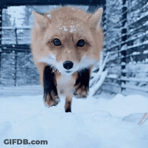 Arctic Fox Bumped On Camera GIF
