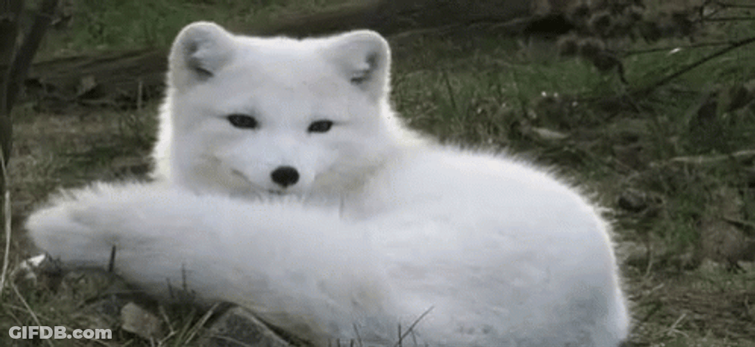 Arctic Fox Cute Bark GIF
